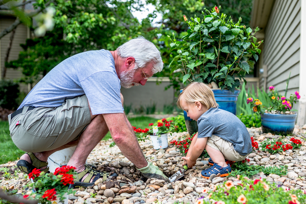 image of grandparent and grandchild gardening together