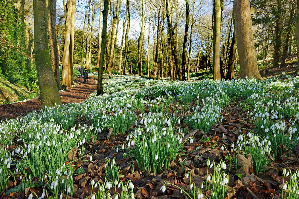 Image of snowdrop palnts