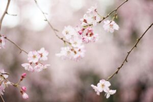 A picture of cherry blossom